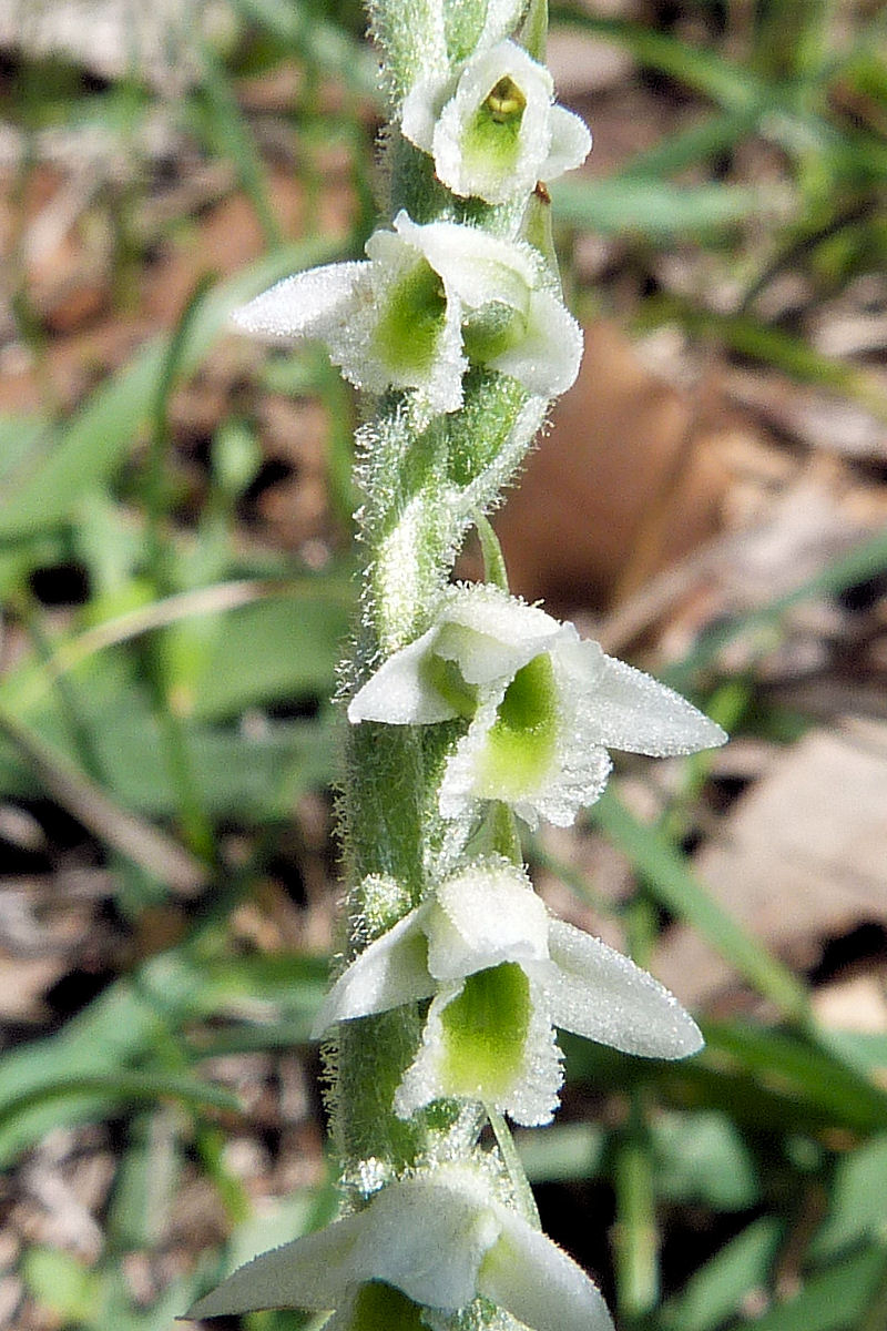 Spiranthes spiralis